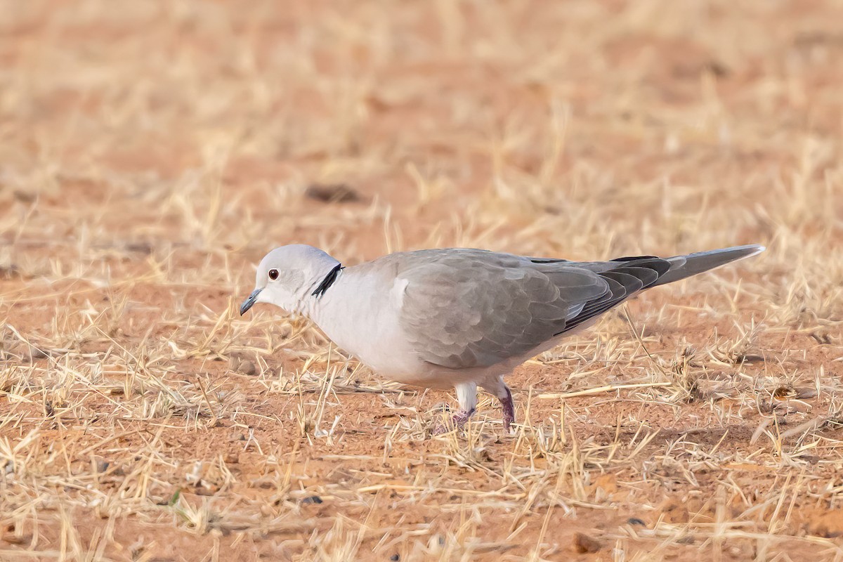 African Collared-Dove - ML637104584