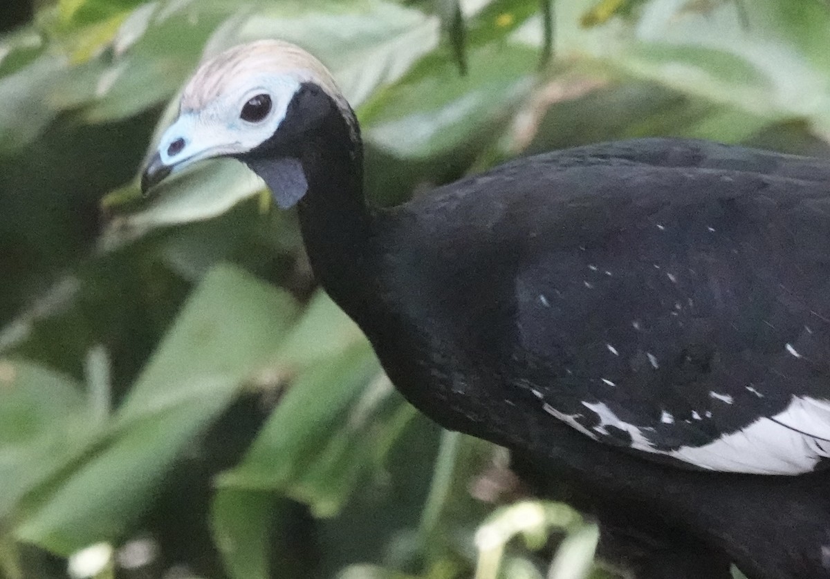 Blue-throated Piping-Guan - ML637104590