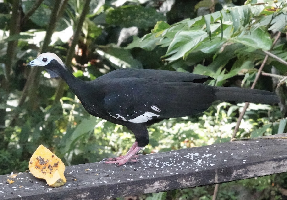 Blue-throated Piping-Guan - ML637104591