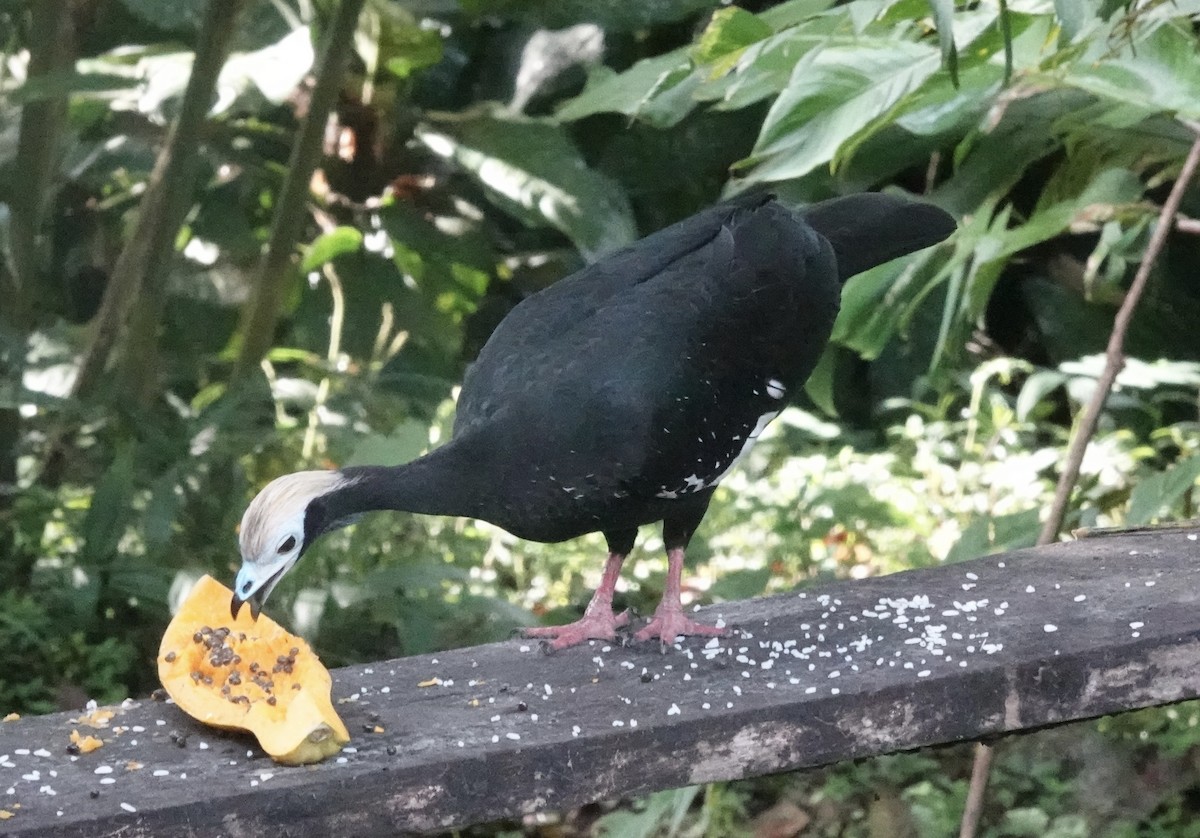 Blue-throated Piping-Guan - ML637104592