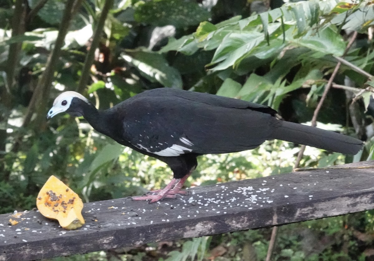 Blue-throated Piping-Guan - ML637104593