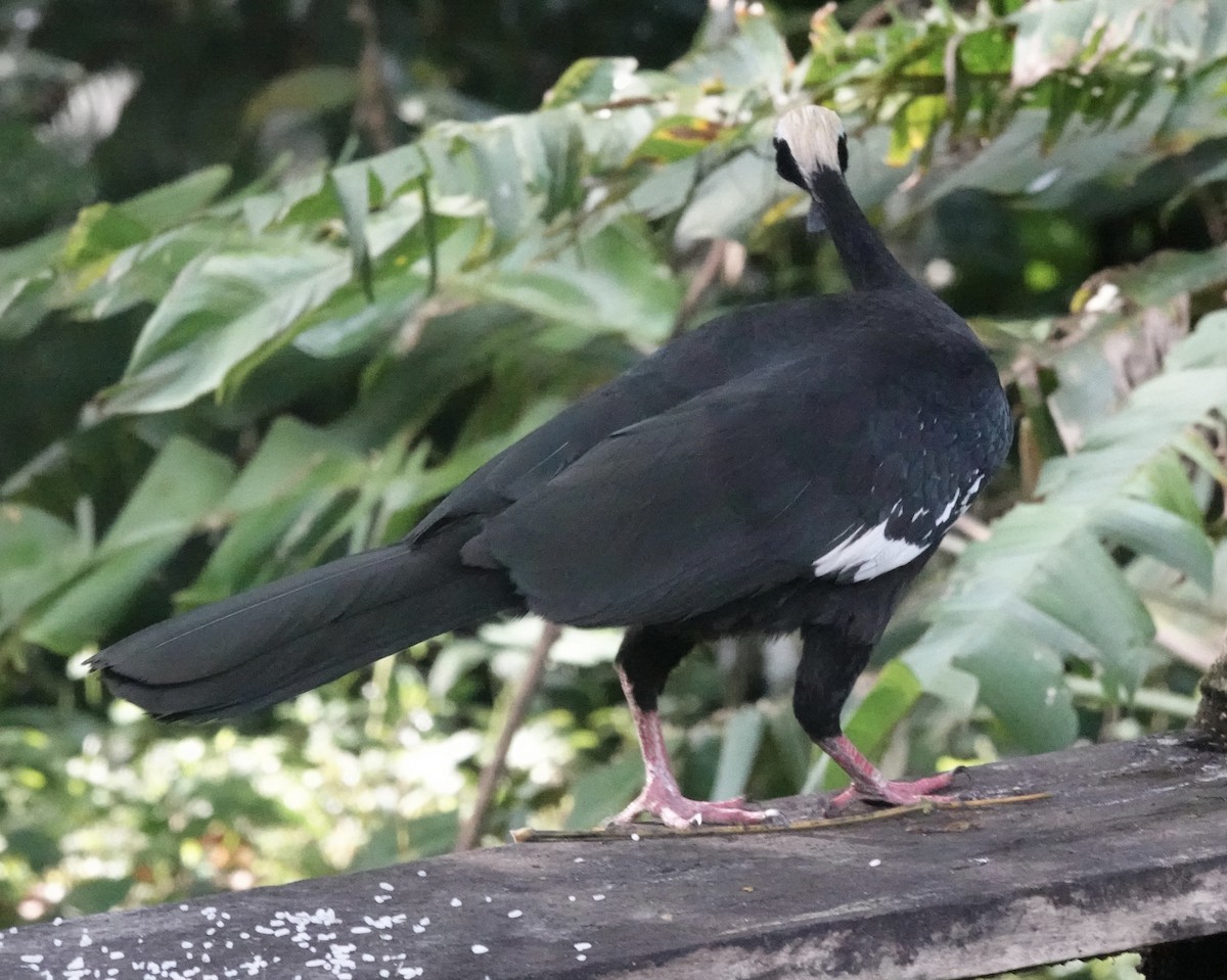 Blue-throated Piping-Guan - ML637104594