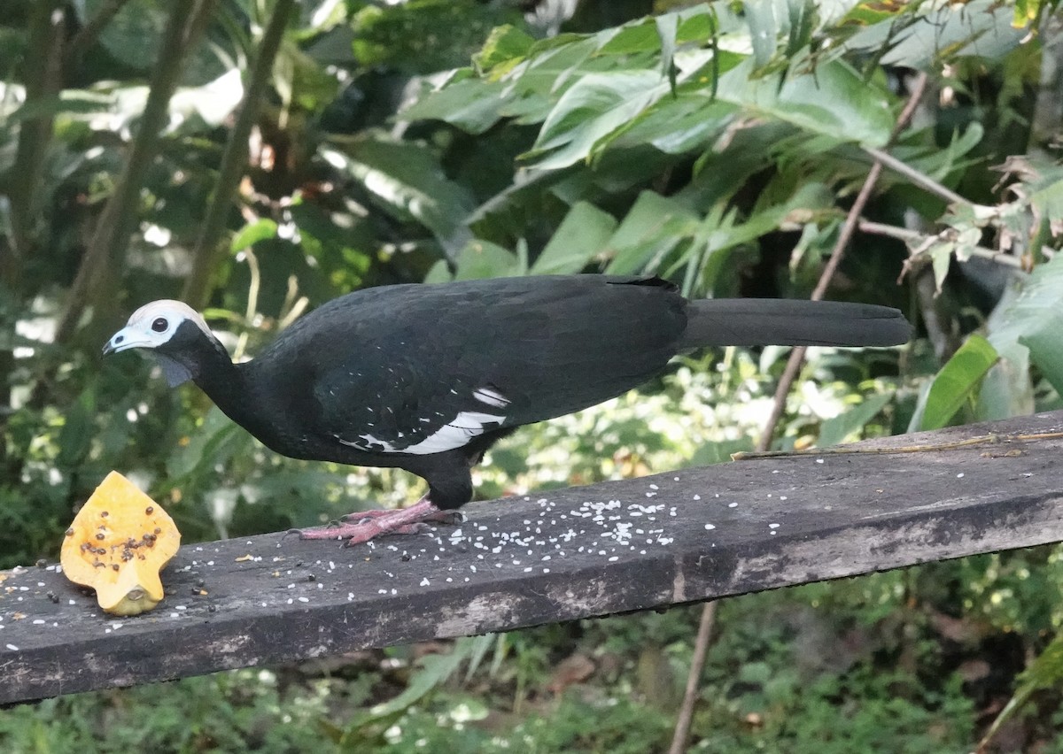 Blue-throated Piping-Guan - ML637104595