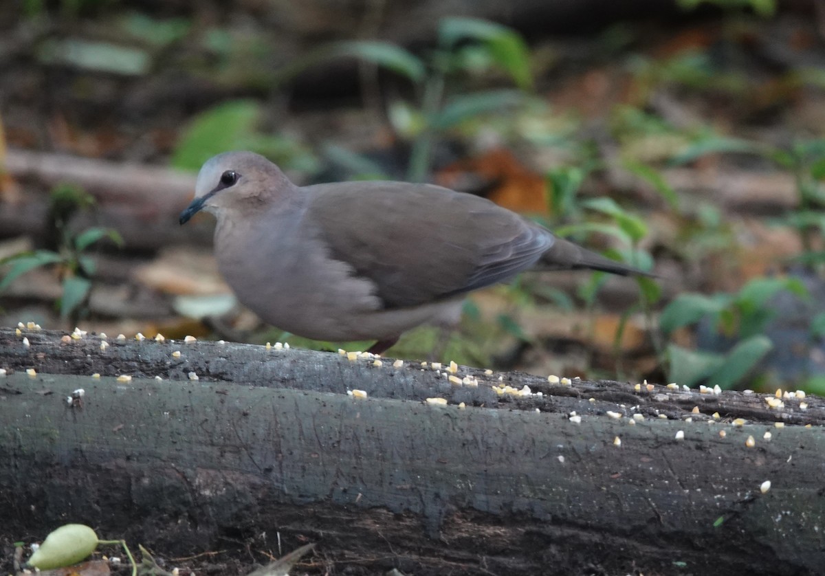 Gray-fronted Dove - ML637104604