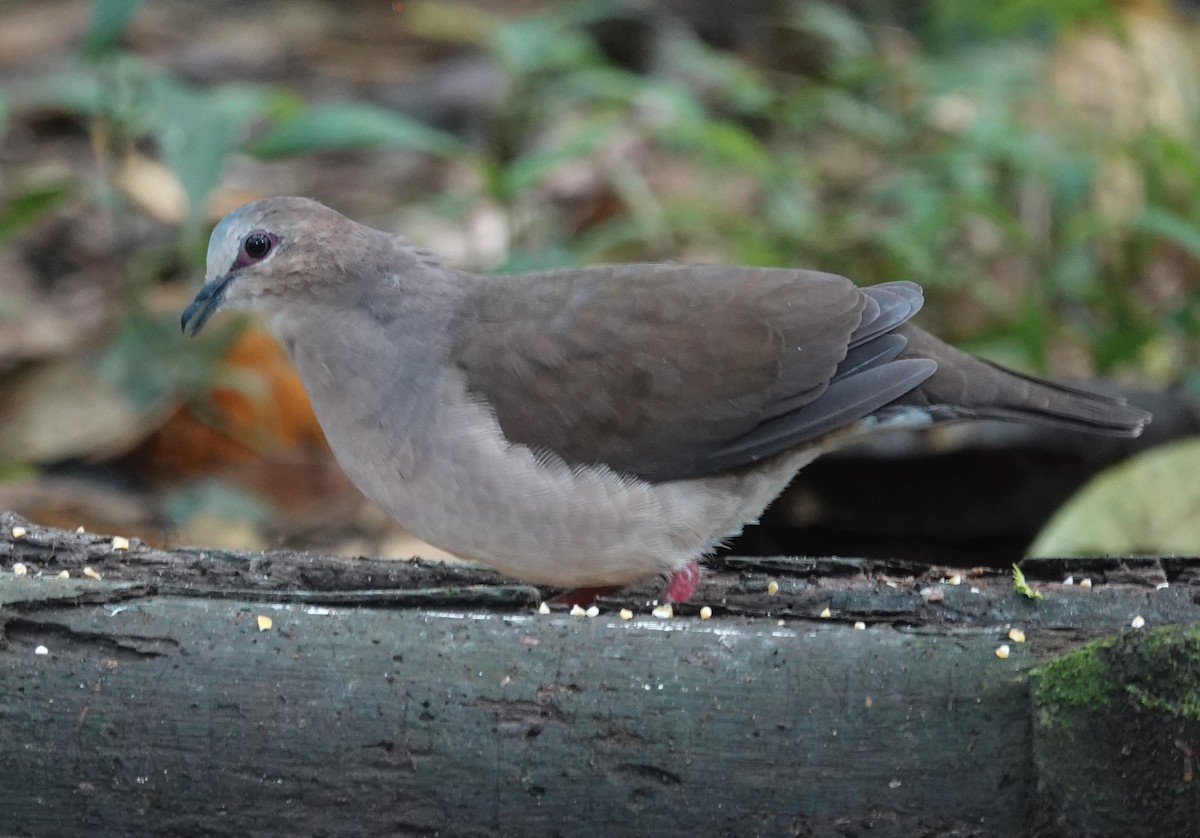 Gray-fronted Dove - ML637104606