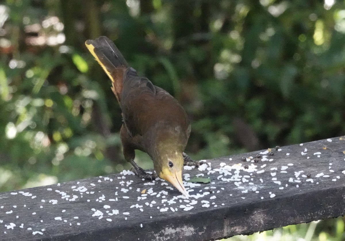 Russet-backed Oropendola (Russet-backed) - ML637104627