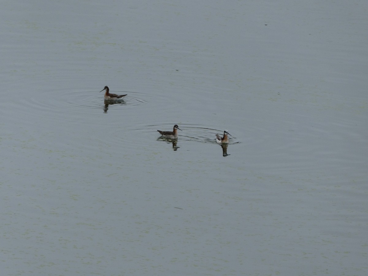 Wilson's Phalarope - ML637104636