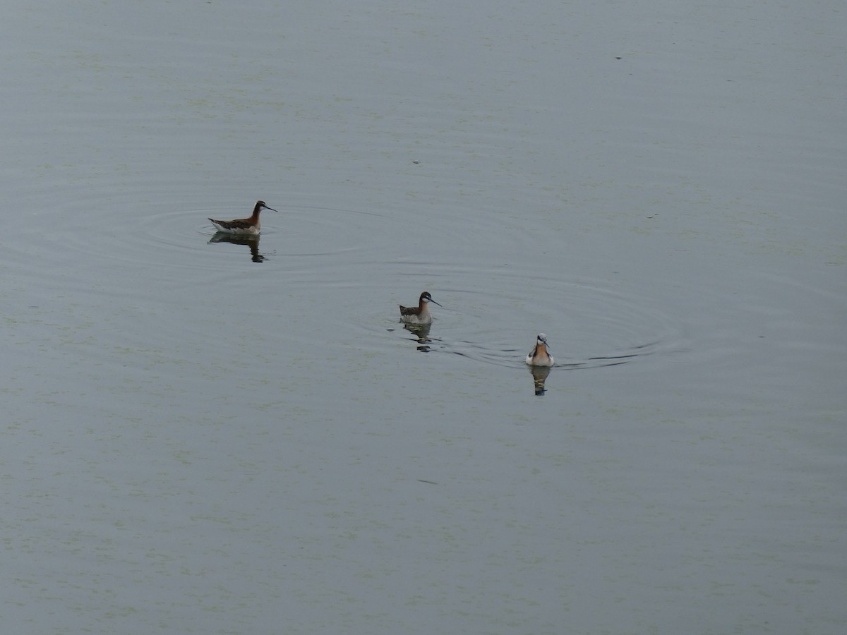Wilson's Phalarope - ML637104637