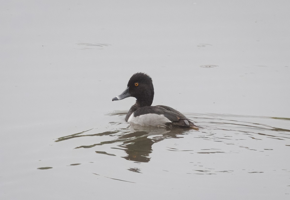 Ring-necked Duck - ML637104669
