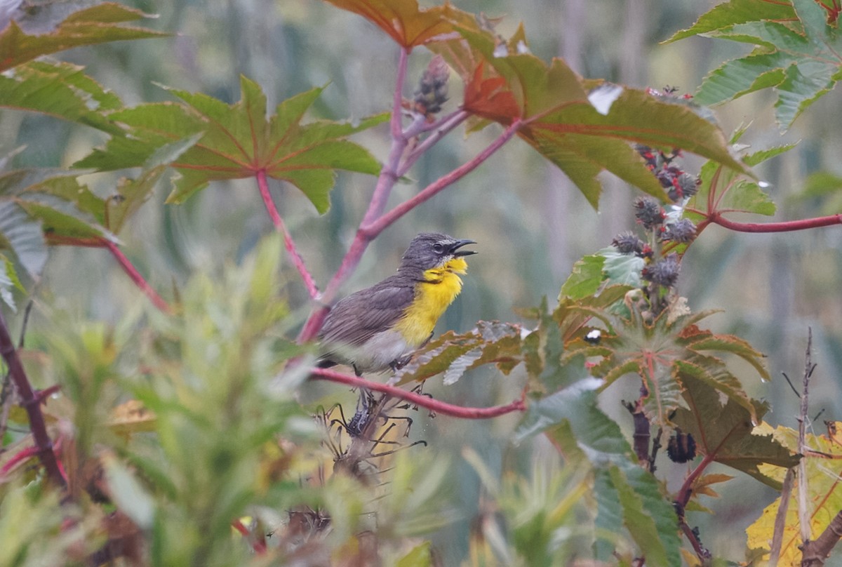 Yellow-breasted Chat - ML637104692