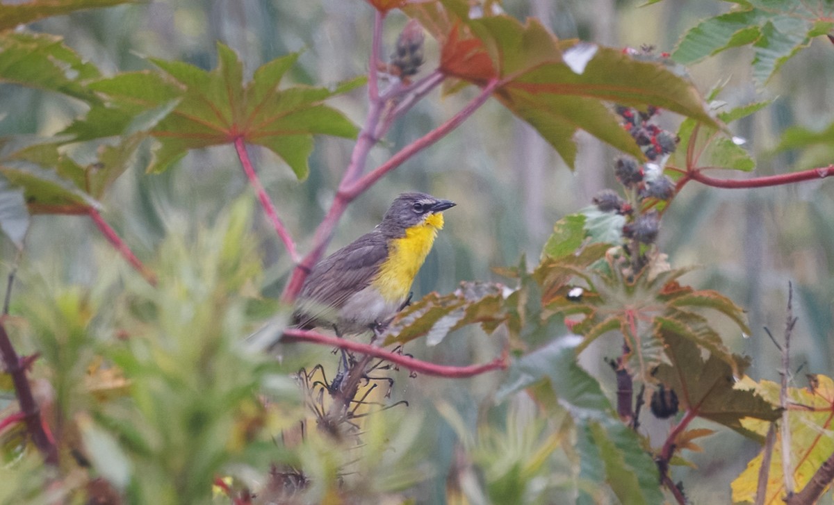 Yellow-breasted Chat - ML637104700