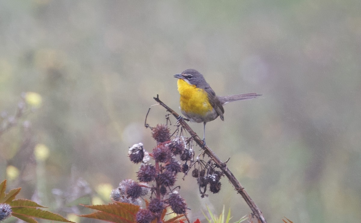 Yellow-breasted Chat - ML637104703