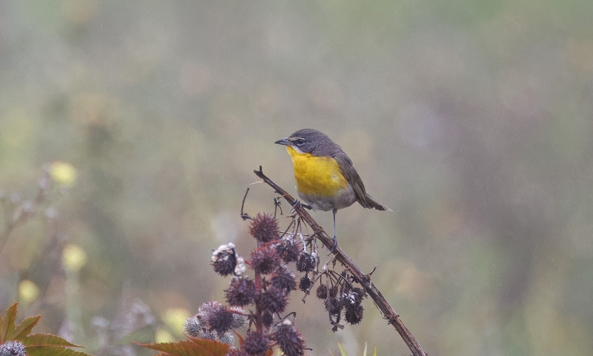 Yellow-breasted Chat - ML637104707