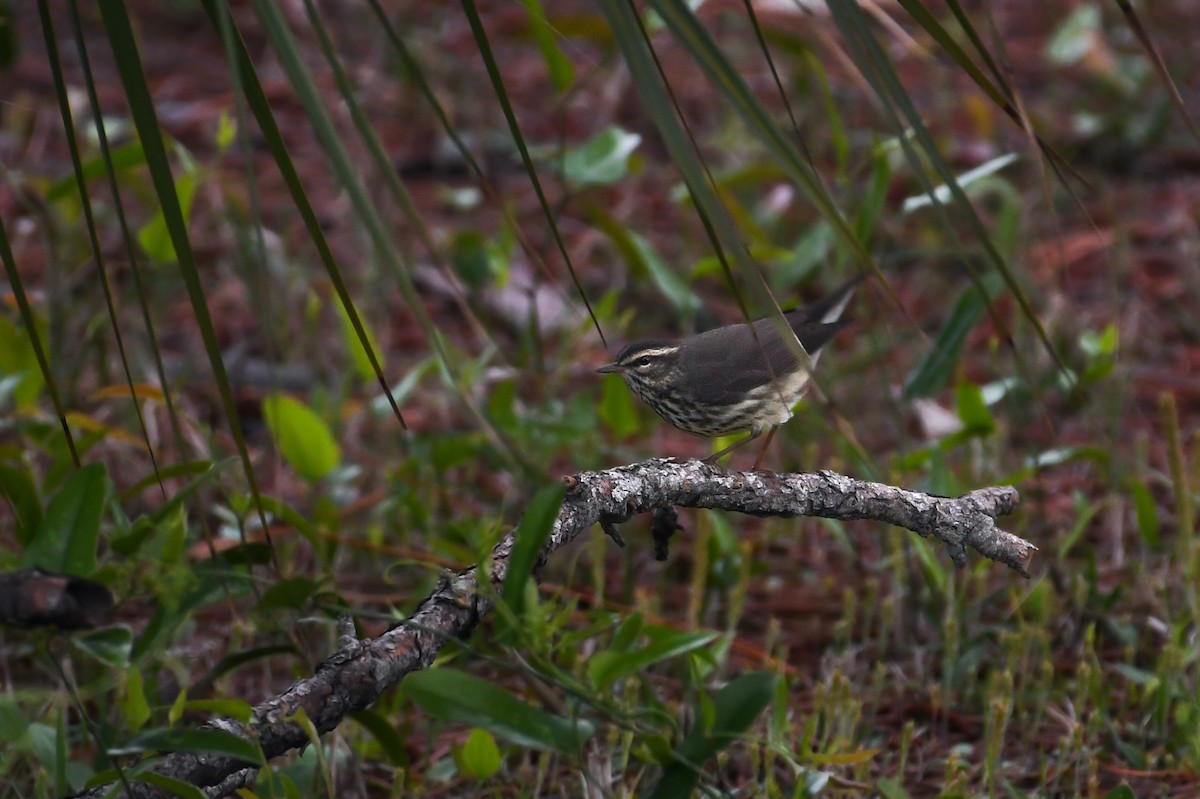 Northern Waterthrush - ML637104708