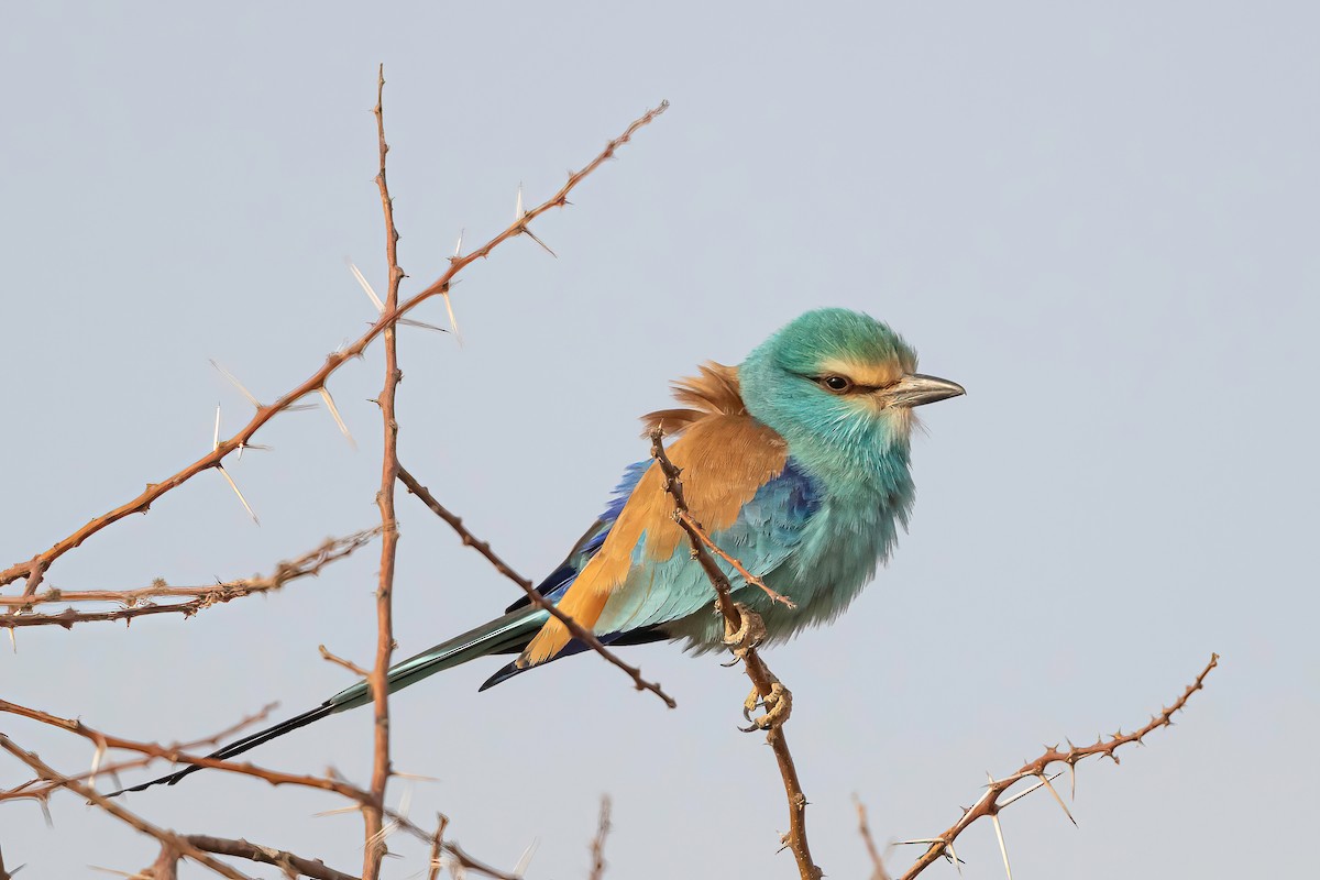 Abyssinian Roller - ML637104709