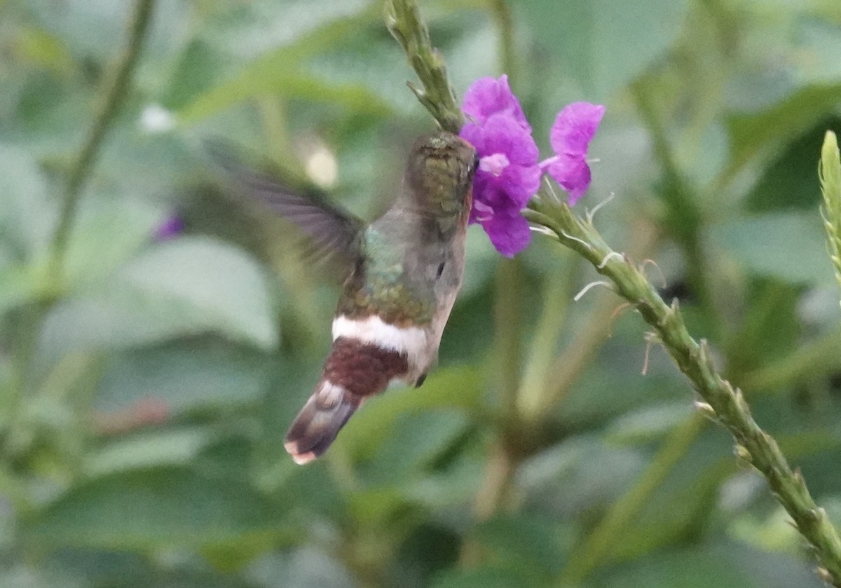 Rufous-crested Coquette - ML637104715