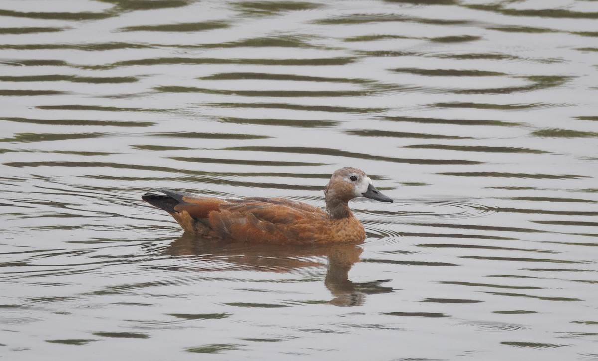 Ruddy Shelduck - John Callender