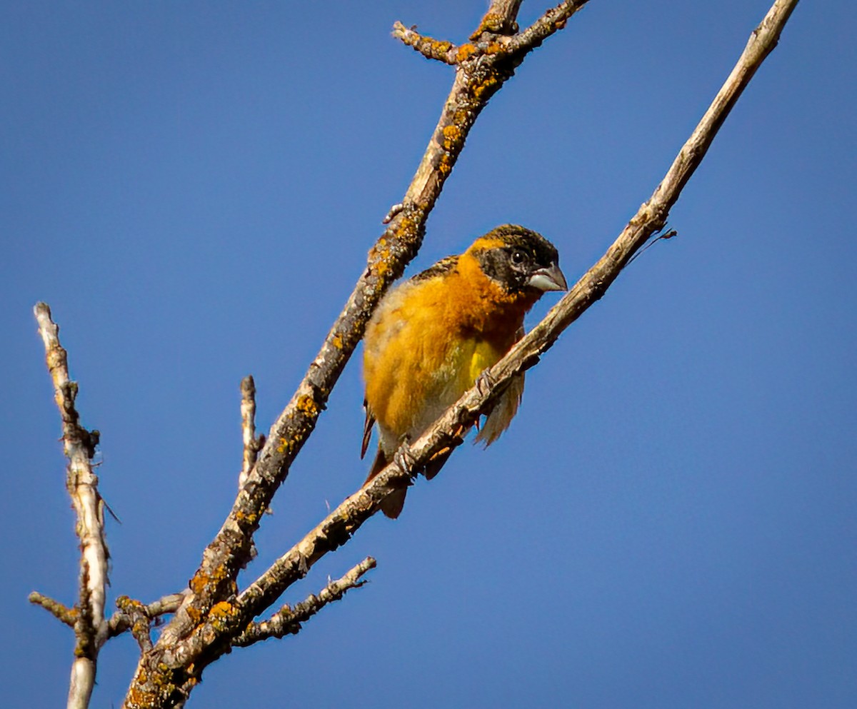 Black-headed Grosbeak - ML637104784