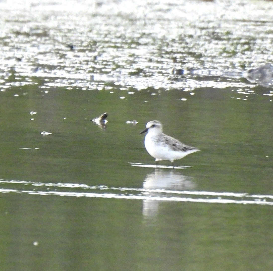 Txirri erdipalmatua - ML637104828