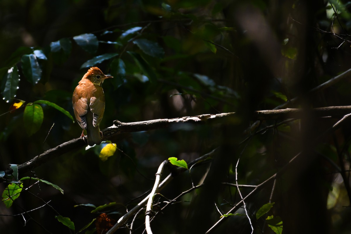 Wood Thrush - ML637104846