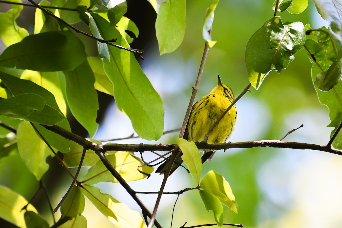 Prairie Warbler - ML637104859