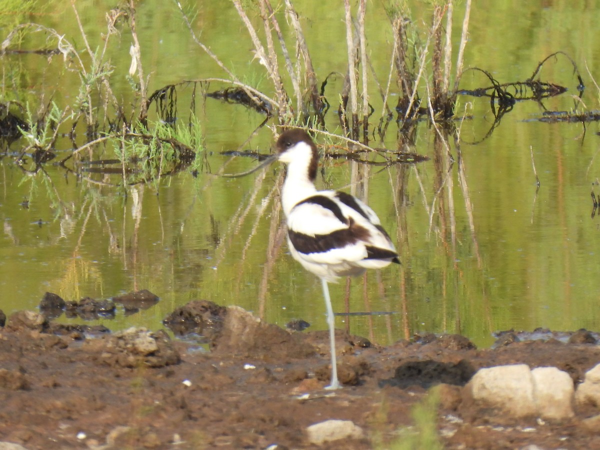 Pied Avocet - ML637104860