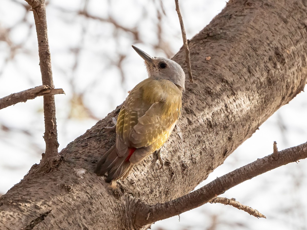 African Gray Woodpecker - ML637104871