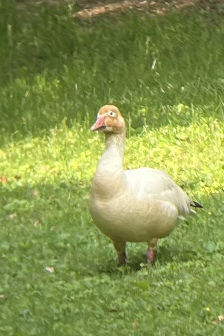 Snow Goose - ML637104883