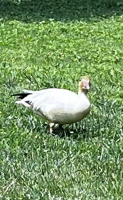 Snow Goose - ML637104884