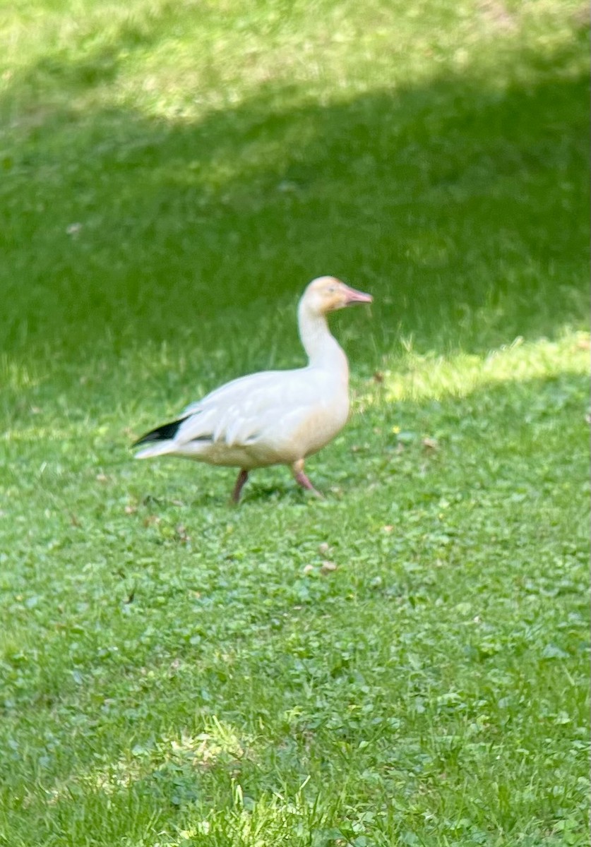 Snow Goose - ML637104885