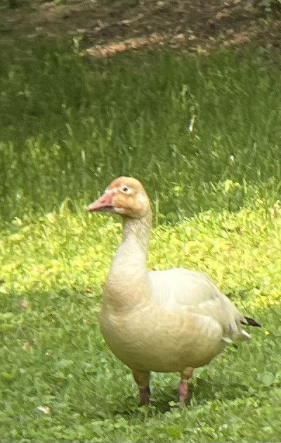 Snow Goose - ML637104886