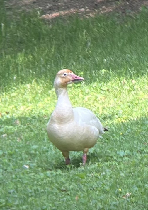 Snow Goose - ML637104887