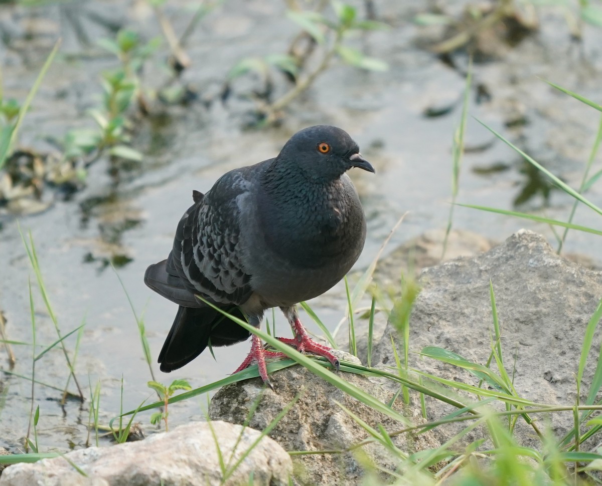 Rock Pigeon (Feral Pigeon) - ML637104938