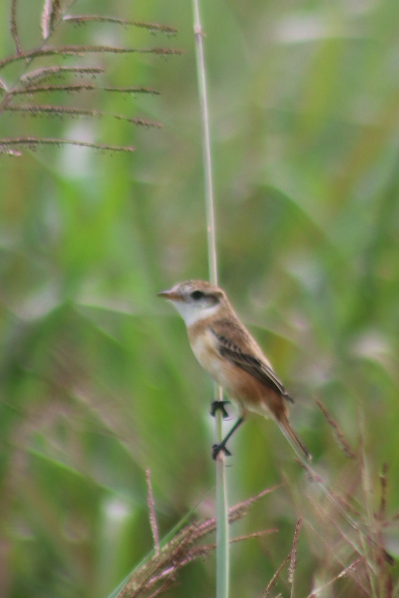 Strange-tailed Tyrant - ML637104946