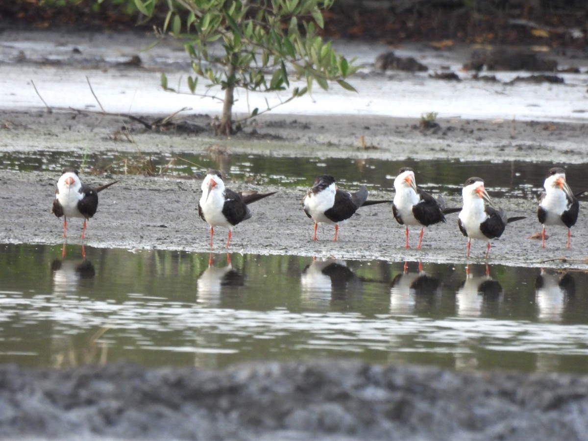 Black Skimmer - ML637104970