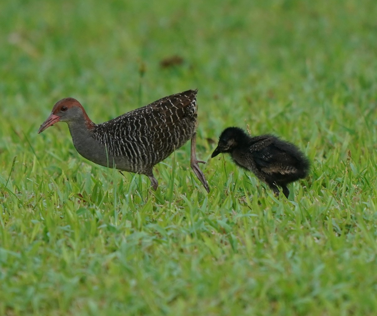Slaty-breasted Rail - ML637104971