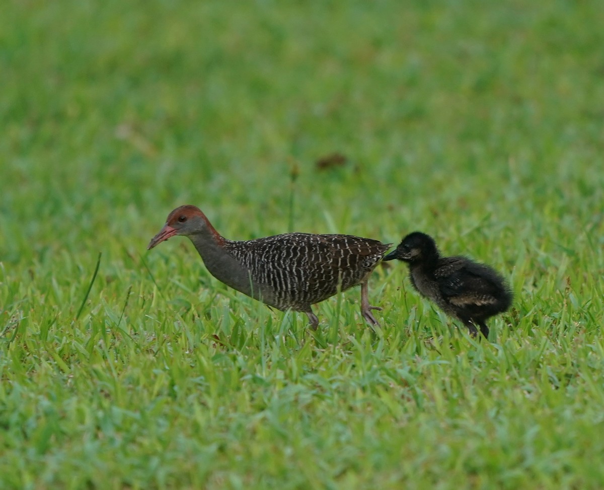 Slaty-breasted Rail - ML637104972