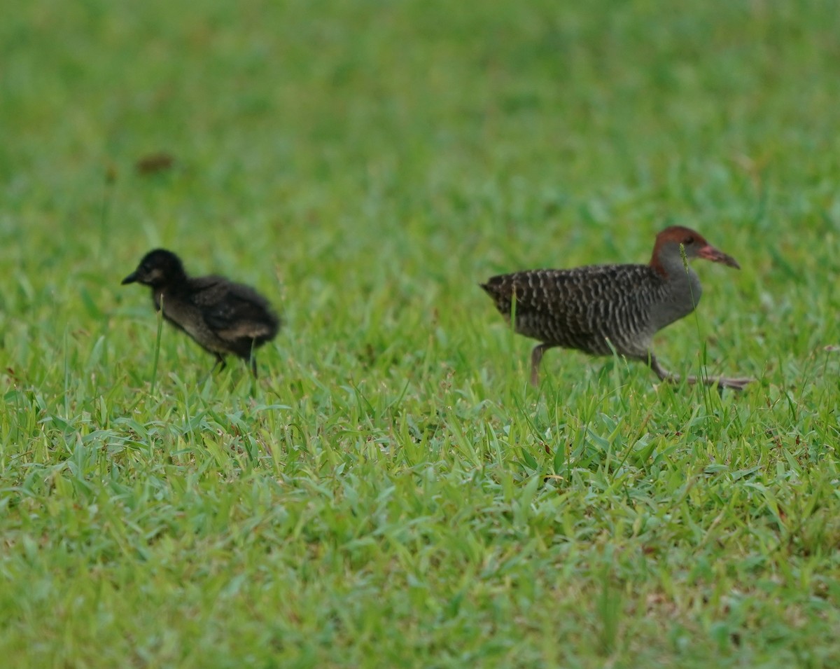 Slaty-breasted Rail - ML637104973