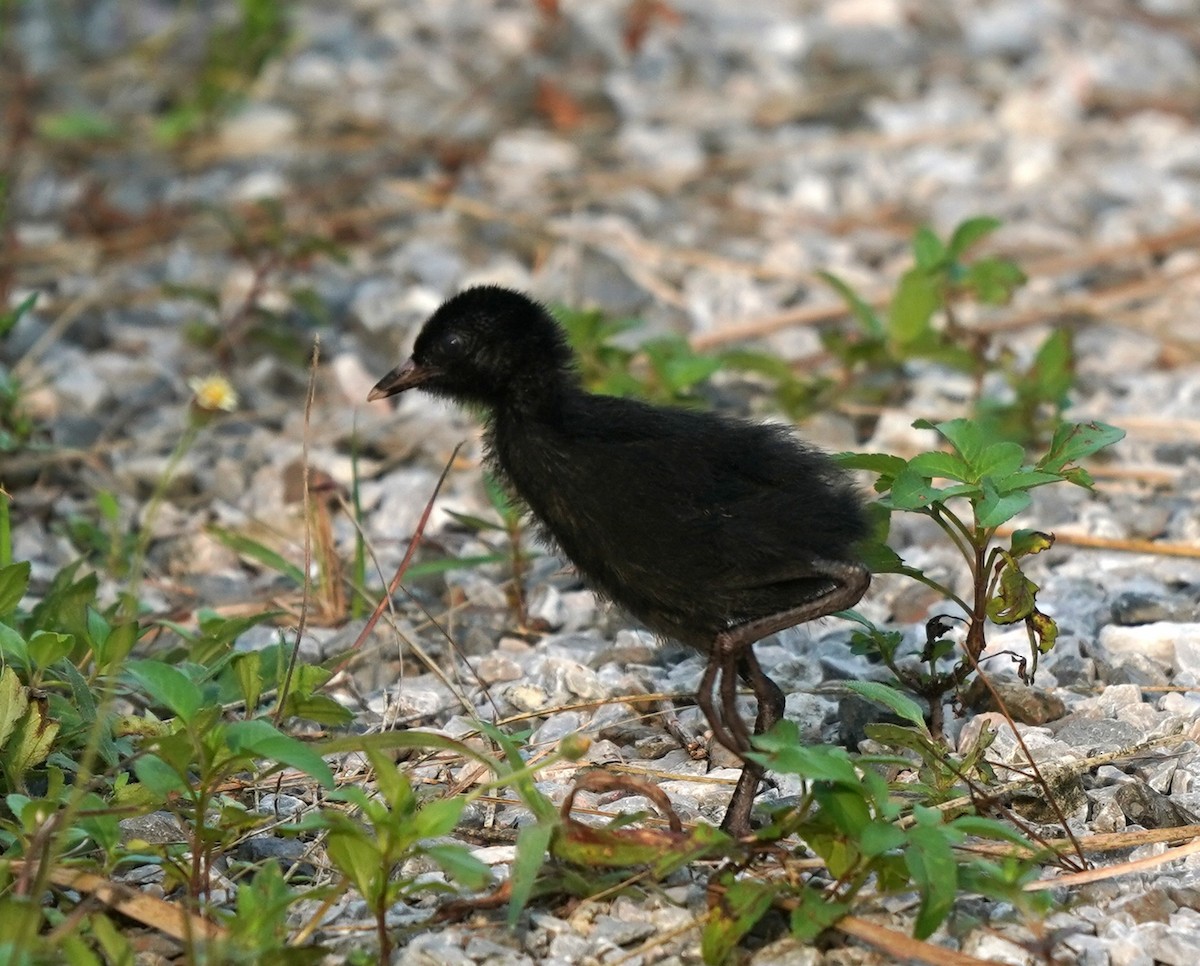 Ruddy-breasted Crake - ML637104984