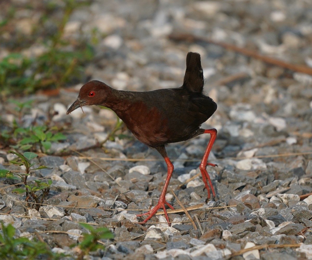 Ruddy-breasted Crake - ML637104985