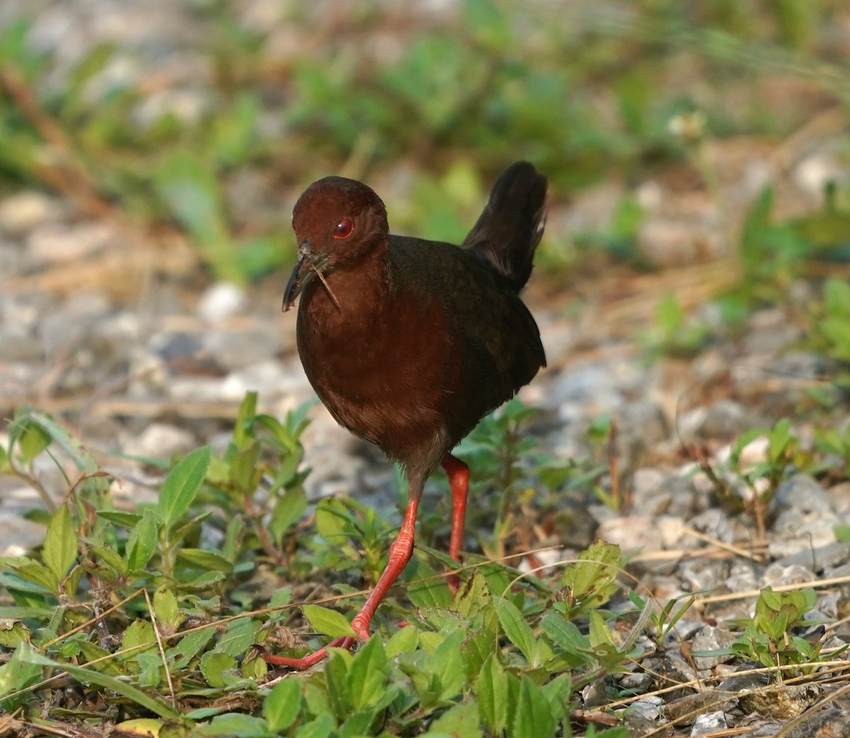 Ruddy-breasted Crake - ML637104986