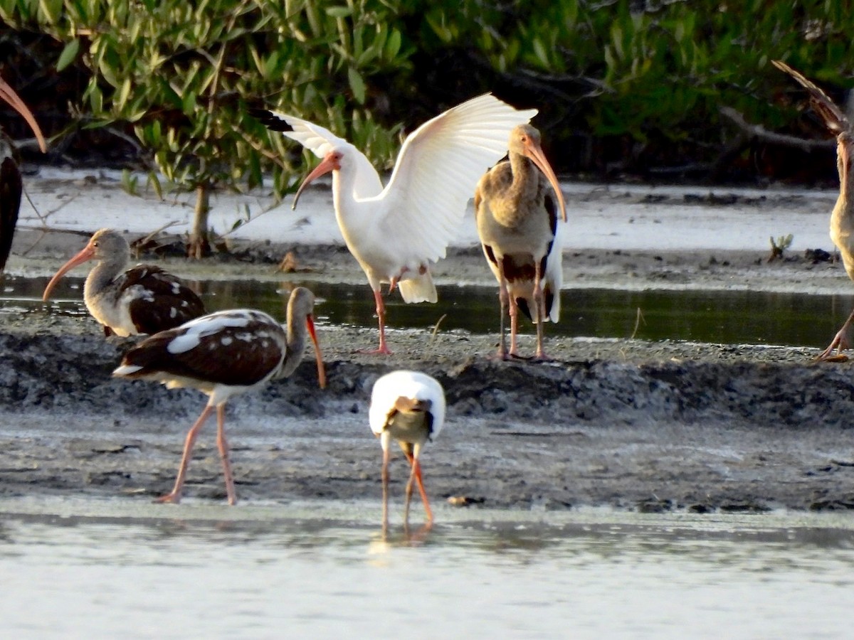 Ibis zuria - ML637104988