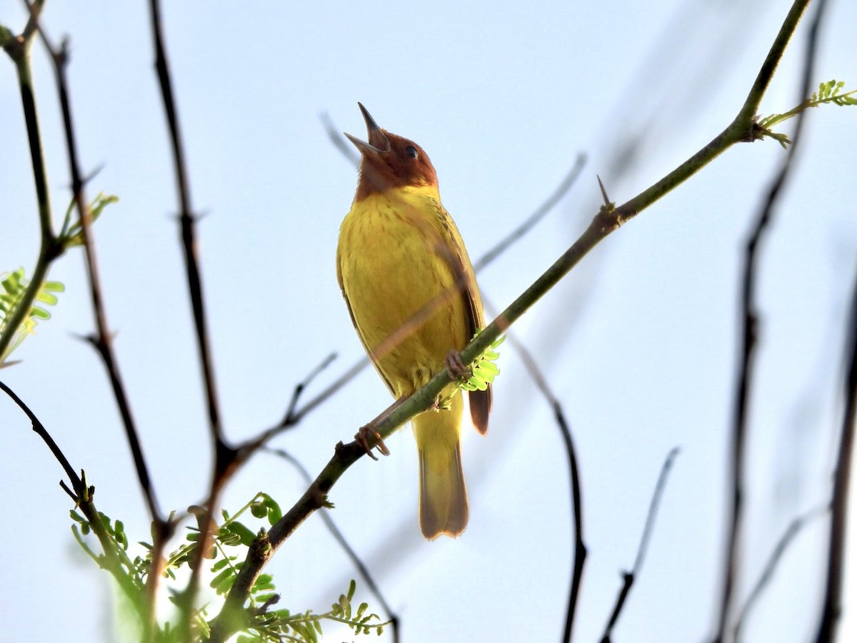 Yellow Warbler (Mangrove) - ML637105021