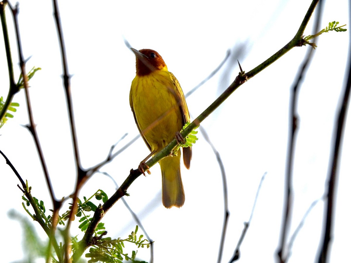 Yellow Warbler (Mangrove) - ML637105022