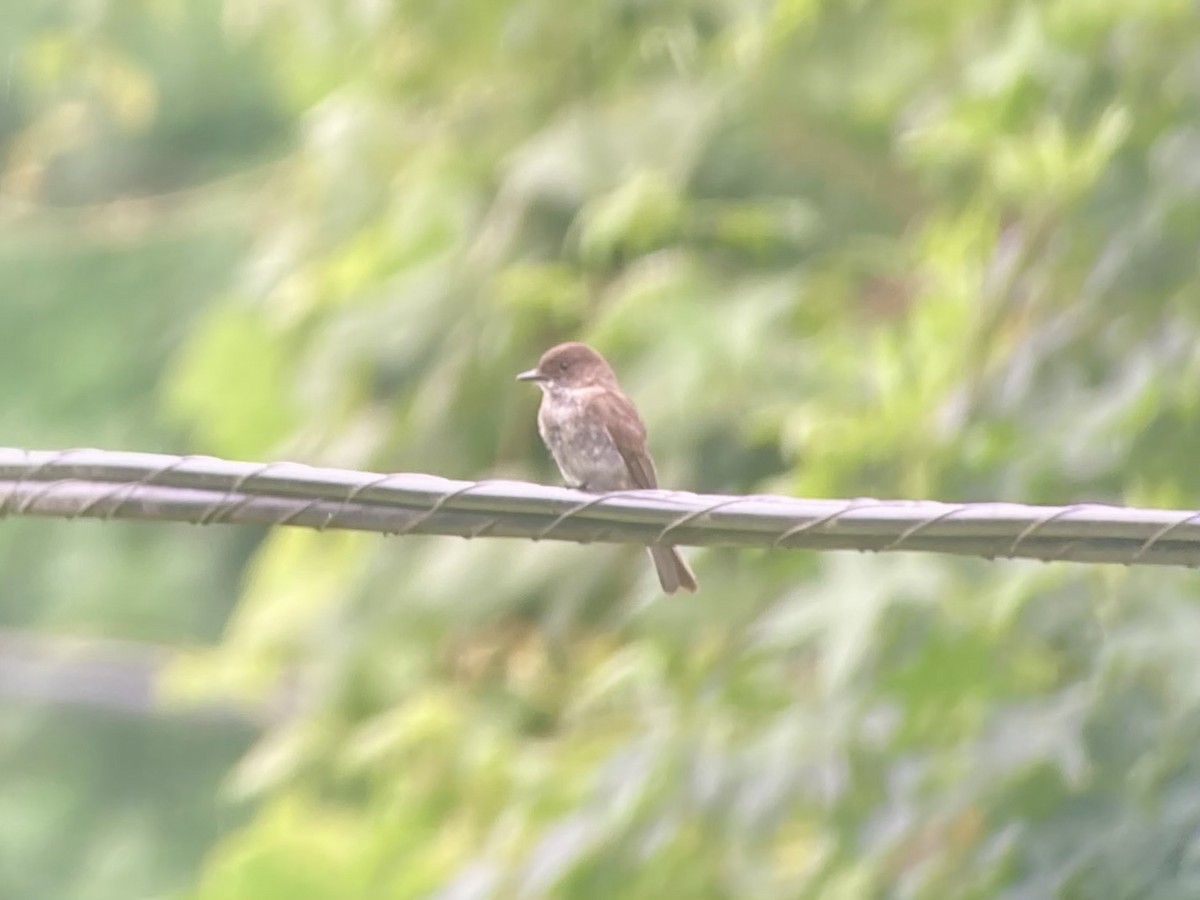 Eastern Phoebe - ML637105035
