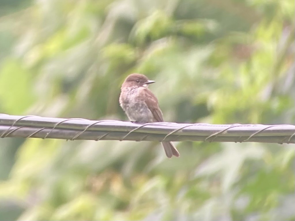 Eastern Phoebe - ML637105036