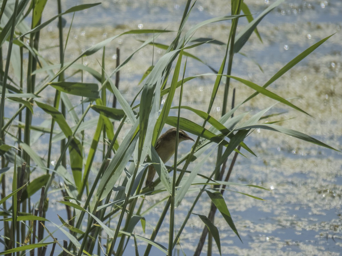 Moustached Warbler - ML637105113