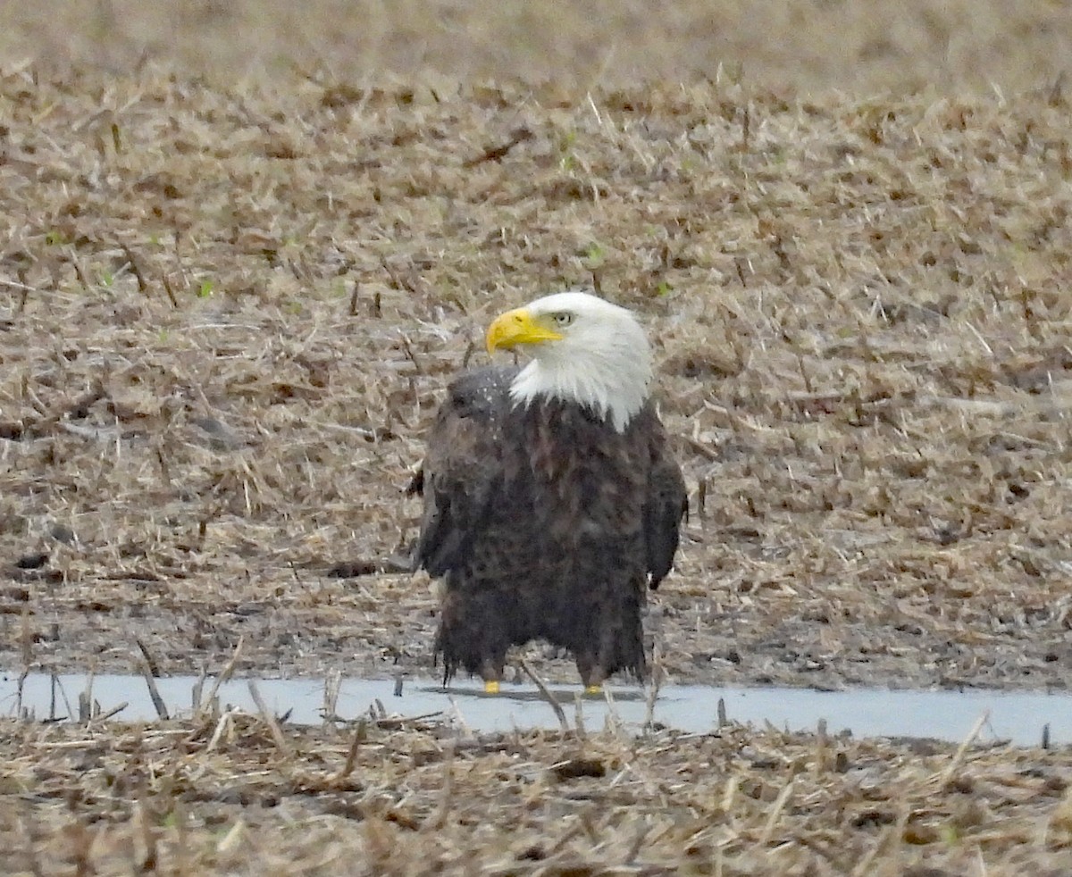Bald Eagle - ML637105174