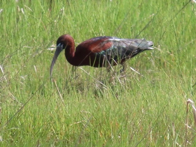 ibis hnědý - ML637105257