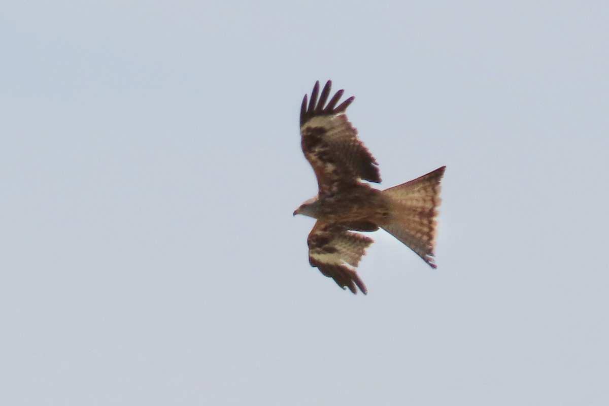 rødglente - ML637105435